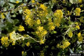 Image result for Delairea odorata