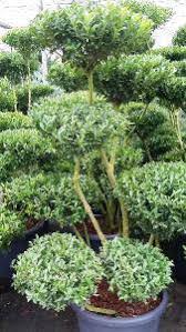 Production · import · export · wholesale · retail of bonsai and accessoires. Ilex Crenata Topiary Pom Pom Bonsai Japanese Holly Topiary