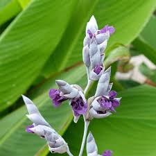 Image result for Canna