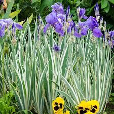 Image result for Eriochrysis pallida