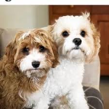 Cute puppies sell, and that makes the cavapoo a favorite of puppy or adult, take your cavapoo to your veterinarian soon after adoption. 4 Best Cavapoo Breeders In Illinois 2021 We Love Doodles