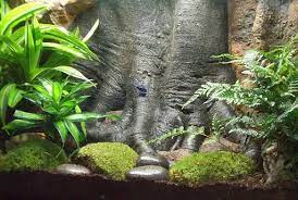They are free of chemicals, pesticides and fertilizers. Printable Turtle Tank Background Novocom Top