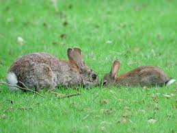Image result for RABBIT