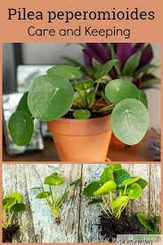 Pilea Peperomioides Care The Best Water Light And Fertilizer Chinese Money Plant Plant Care Houseplant Chinese Money Plant Care