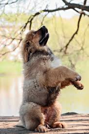 The Dog Of God