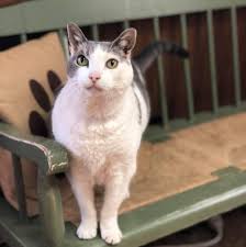 Maybe you would like to learn more about one of these? Pet Memorial Services Home Facebook