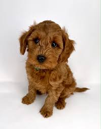 In oregon itself, l.k bernedoodles, whine country bernedoodles, and mountainside doodles are considered the best bernedoodles breeders. 80rbtwk90upbm
