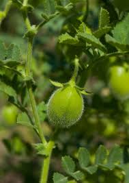 Image result for Lens culinaris