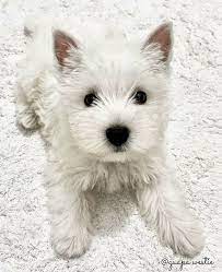 Pin By Jeannette Ferguson On It S A Wonderful Westie Life Westie Dogs Westie Puppies Puppies