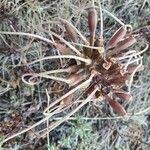 Image result for Ammocharis tinneana