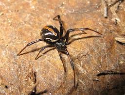 Other species of widows can be found in temperate climates around the world. Black Widow Spider Facts Lesson For Kids Study Com