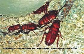 Diy cockroach control (2016) rentokil pest control. Cockroaches 101 Identifying Types Of Cockroaches