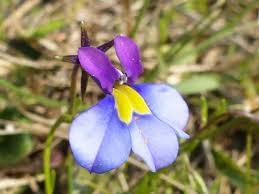 Image result for Monopsis decipiens