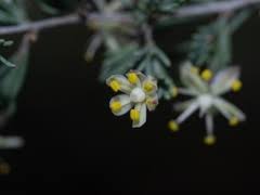 Image result for Asparagus suaveolens