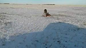 Entangled bucks freed by shooting antlers apart