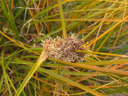 Image result for Ficinia