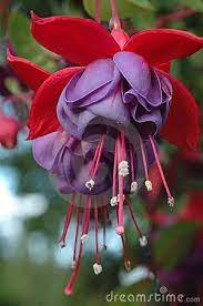 Two Purple Hanging Fuchsia Flowers Fuchsia Flowers Purple Flowers Beautiful Flowers