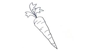 Where did the carrot get its name from? How To Draw A Carrot My How To Draw