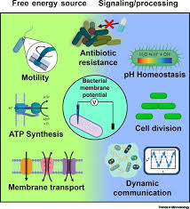 Maybe you would like to learn more about one of these? The Microbiologist S Guide To Membrane Potential Dynamics Sciencedirect