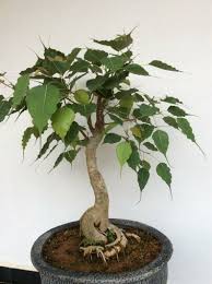 Rs 500/ plant get latest price. Ficus Religiosa Bodhi Fig Tree Tree Of Awakening Sacred Fig Bodhi Tree Pippala Peepul Peepal Ceylon Seeds