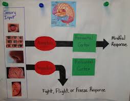 Mindful Response Or Fight Flight Or Freeze Response Social Skills For Kids Teaching Mindfulness Social Thinking Curriculum
