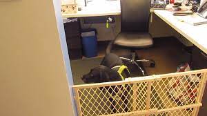 Dog boarding, dog walking, house sitting Community Pet Care Clinic Home Facebook