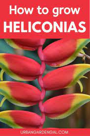 How To Grow Heliconias These Stunning Tropical Plants Have Brightly Colored Flowers And Can Grow Heliconia Plant Small Flower Gardens Tropical Flower Plants