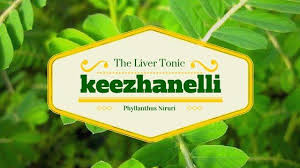 Keezhanelli The Liver Tonic Natural Herbs Herbs Home Remedies