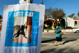 But the longer i live there the more i like it. Tips For Getting Your Lost Cat Back Home Albuquerque Journal