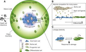 To view the external leaf structure, thefollowing will be required: Defining Adult Stem Cell Function At Its Simplest The Ability To Replace Lost Cells Through Mitosis Sciencedirect
