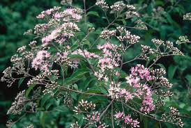 Image result for Vernonia anthelmintica