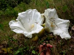 Image result for Merremia palmata