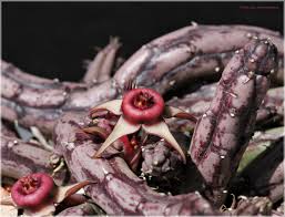 Image result for Huernia procumbens