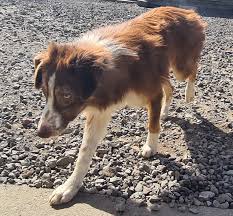Some border collies are true red, rather than the chocolate/black recessive colour described above, so genetically the phaeomelanin dominates. Red Tri Border Collies Home Facebook