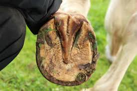Article De Blog Peticare Pourriture De La Fourchette Chez Le Cheval