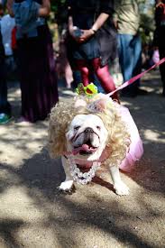 Forty Five Dogs In Cute Costumes Cute Costumes Dogs Animal Costumes