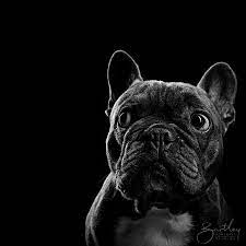 Black And White Pet Dog Puppy Portrait Photography Inspiration By Bartley Studios Based In W Puppy Portraits Animal Photography Dogs Dog Portrait Photography