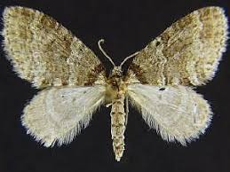 Image result for Trichopteryx