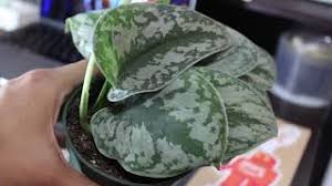 Maybe you would like to learn more about one of these? Satin Pothos Scindapsus Pictus Exotica Vs Golden Pothos Youtube