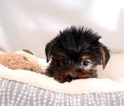 Table of contents what is the life expectancy of a teacup yorkie? Natty Teacup Yorkie Home Facebook