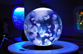 Keeping pet jellyfish is a new concept in the home tank aquarium industry. Pin On Jellyfish Tanks