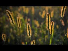 Caratteristiche, cause e fattori di rischio. Allergia Alle Graminacee Sintomi E Cibi Da Evitare Youtube