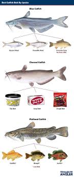 Channel Catfish Bate Yahoo Image Search Results Imagem De Peixe Material De Caca Pescaria