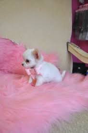 23 White Female Chihuahua Puppy For Sale L2sanpiero