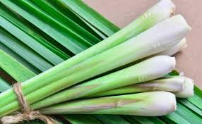 We did not find results for: 10 Cara Menanam Tanaman Obat Keluarga Dengan Mudah