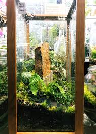 Large Wardian Case Woodland Terrarium With Spiraling Steps Planted With Japanese Painted Fern Ficus Pumila Querc Japanese Painted Fern Ficus Pumila Terrarium