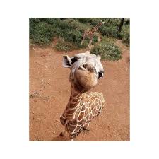 Say Hello Tag Someone Who Loves Nature Giraffe Animals Safari Instagood Picoftheday Zoo Nature Animal Travel Pho Animals Animal Photo Giraffe