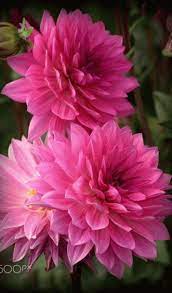 Pin By Carolyn Thompson On Flowers Dahlia Flower Beautiful Flowers Flower Garden
