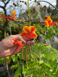 Image result for Caesalpinia rubra