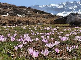 Image result for Colchicaceae